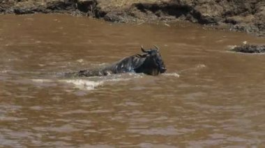 bir antilop bir timsahın çenesinden kendini kurtarmak için mücadele