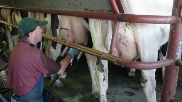 Ein Milchbauer befestigt auf einem Bauernhof Vakuumbecher an einem Euter der Kühe — Stockvideo