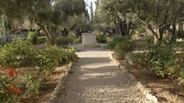 gethsemane bahçesinde yol ve eski zeytin ağaçları, kudüs