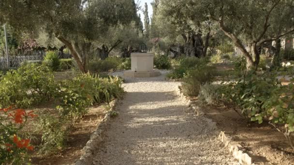 Stáž a starověké olivovníky v zahradě gethsehřívy, Jeruzalém — Stock video