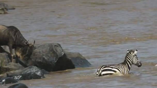 Pomalý Pohyblivý klip a zebry skáčou do řeky Mara v rezervaci Masai Mara — Stock video