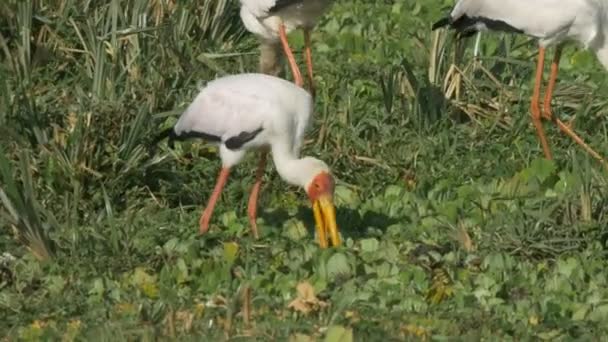 Flock gul faktureras stork locka mat genom att knacka marken i Masai Mara Game Reserve — Stockvideo