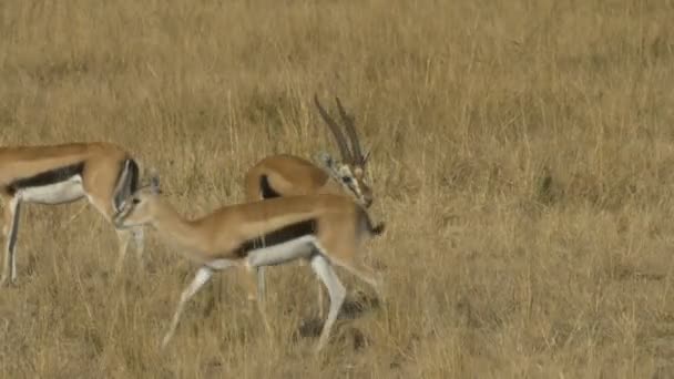 Een Thompson Gazelle Buck en een aantal doet in Masai Mara Game Reserve — Stockvideo