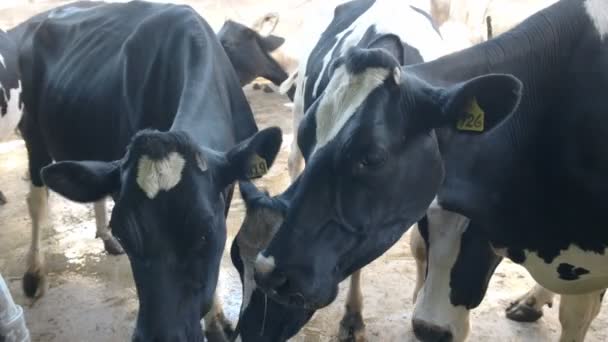 Крупним планом три корови на молочній фермі на великій океанічній дорозі у Вікторії — стокове відео