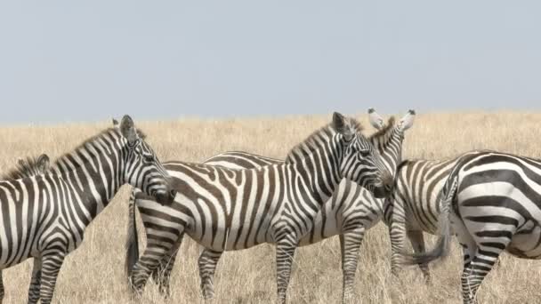 Mezzogiorno primo piano di una mandria di zebre a masai mara — Video Stock