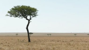 masai mara milli parkında akasya ağacı ve savana