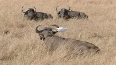 masai mara sırtında bir egret ile cape buffalo