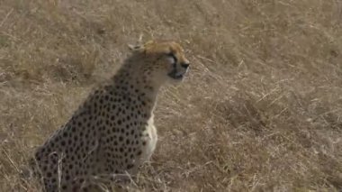 bir çita masai mara oyun rezerv, kenya oturur