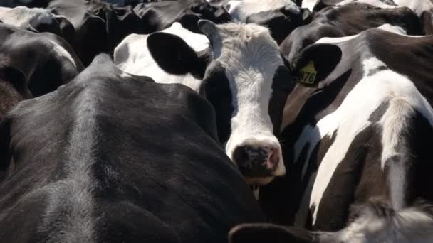 Närbild av kor som väntar på att mjölkas på en mjölkgård Victoria — Stockvideo