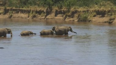 kenya'da mara nehrinin ortasında fil sürü