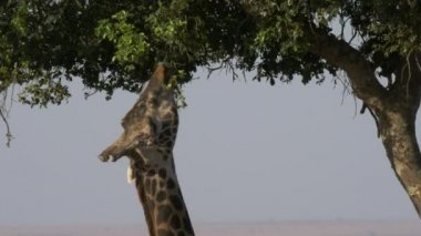 masai mara oyun rezerv akasya yaprakları ile beslenen bir zürafa yakın
