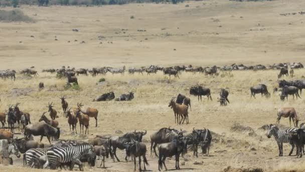Varios herbívoros en el río mara en la reserva de caza de Masai mara — Vídeos de Stock