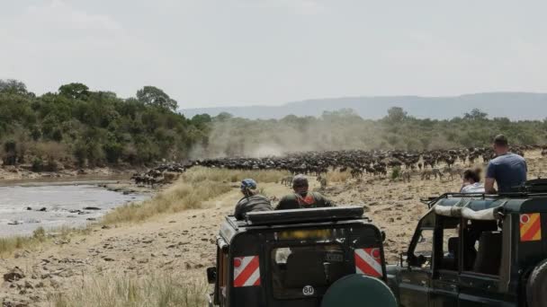 Toeristen in 4WD voertuigen kijken WILDEBEEST Massing aan de Mara River — Stockvideo