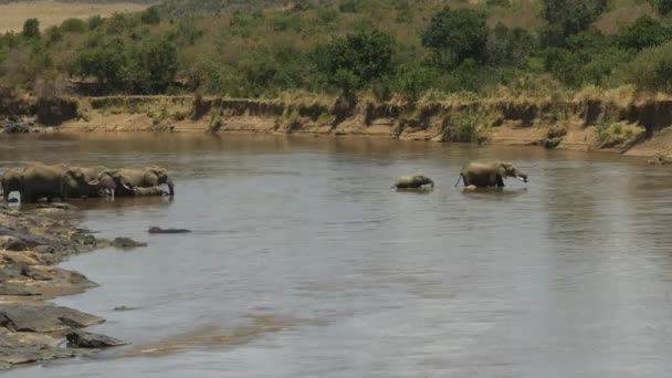 Tiro largo de un elefante y un ternero cruzando el río mara — Vídeos de Stock