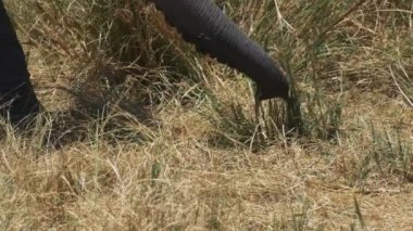 masai mara oyun rezerv çim çekerek fil gövde yakın
