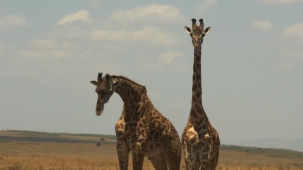 Due giraffe maschili in una lotta di collo per stabilire il dominio nella riserva di caccia masai mara — Video Stock