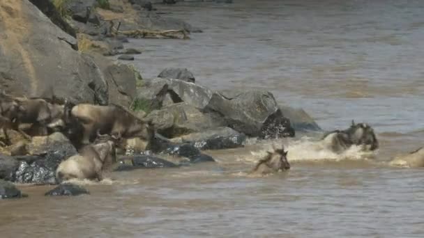 Gnu-Herde springt im Masai-Mara-Wildpark in den Mara-Fluss — Stockvideo