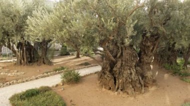Gethsemane bahçesinde eski bir zeytin ağacının yakın, Kudüs
