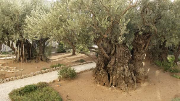 Nahaufnahme eines alten Olivenbaums im Garten von gethsemane, jerusalem — Stockvideo