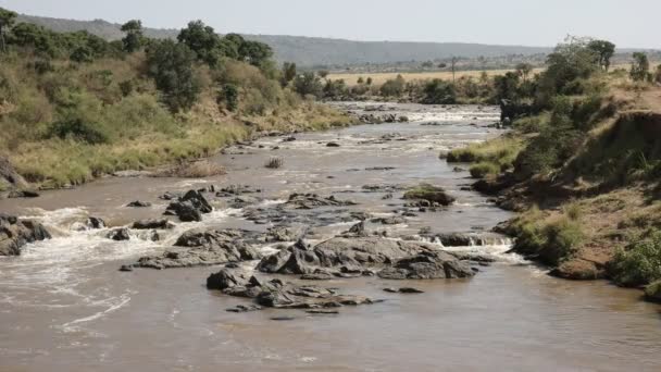 Stroomversnelling aan de Mara-rivier in Masai Mara, Kenia — Stockvideo