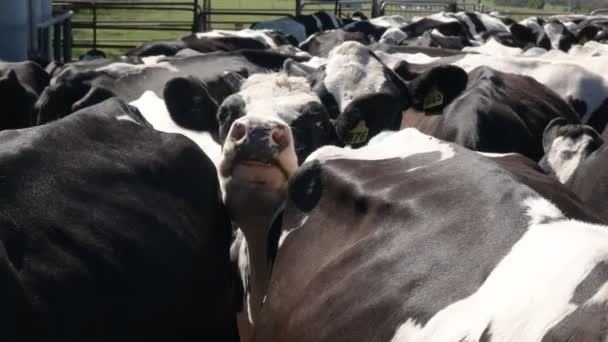 Close up van een Holstein koeien gezicht op een melkveebedrijf in Victoria — Stockvideo