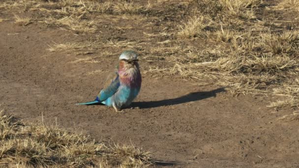 蜥蜴被滚筒吞没在马赛马拉游戏保护区,肯雅 — 图库视频影像