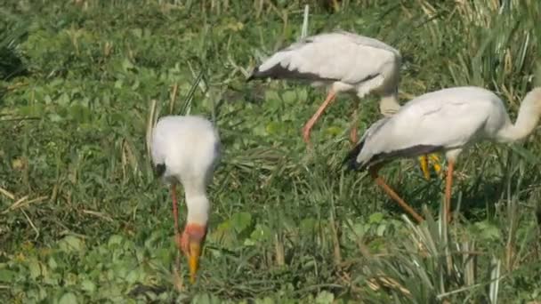 Yellow billed stork in masai mara game reserve, kenya — Stock Video