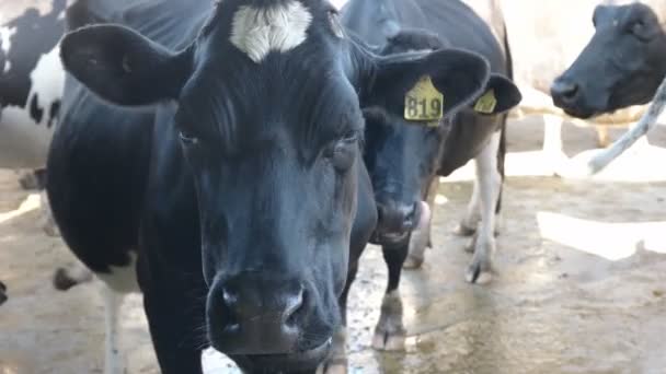 Extremo primer plano de la cara de una vaca en una granja lechera en Victoria — Vídeo de stock