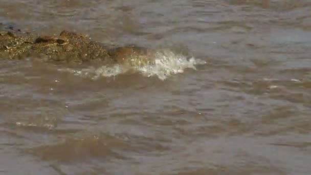 在马赛马拉野生动物保护区马拉河游泳的鳄鱼游泳的特写前视图 — 图库视频影像