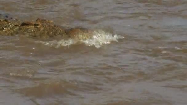 Close up front view of a crocodile swimming in the mara river of masai mara game reserve — Stock Video