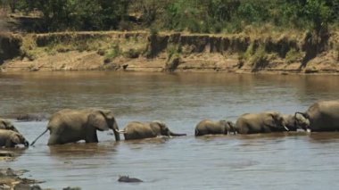 Masai Mara oyun rezervi 'nde Mara Nehri boyunca yürüyen filler sürüsü
