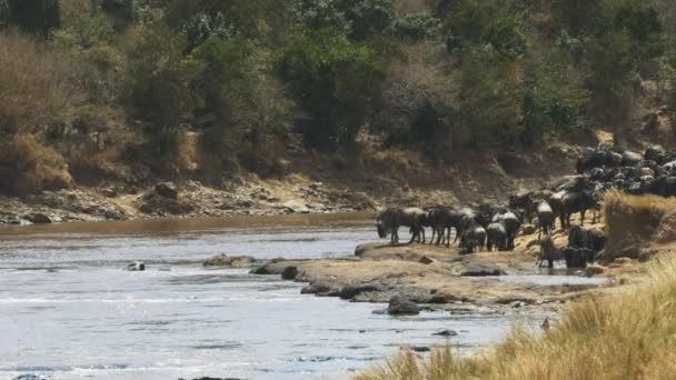 Wildebeest sürü Masai Mara Mara Nehri 'nde bir geçiş yeri arıyor — Stok video