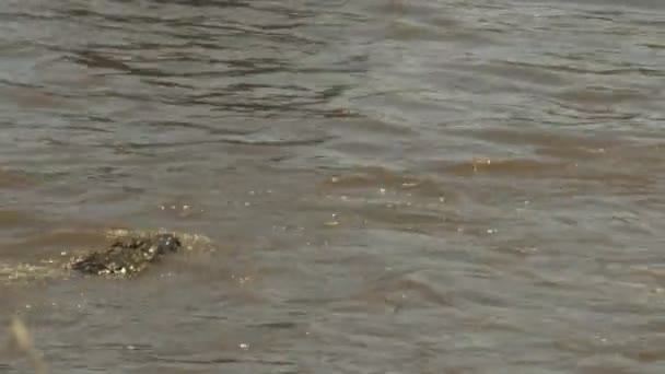 Bakifrån av chefen för en krokodil simning i Mara River i Masai Mara Game Reserve — Stockvideo