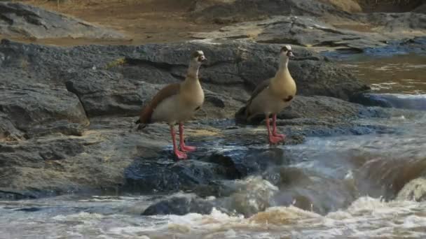 Pair of eygptian geese in masai mara, kenya — Stock Video