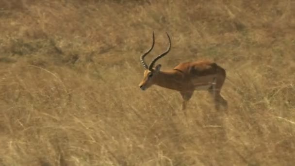 Un'antilope impala cammina a sinistra nella riserva di caccia masai mara — Video Stock