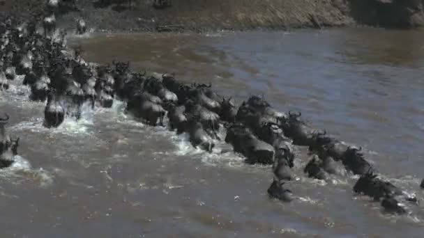 Hochwinkelrückansicht einer Gnu-Herde, die den Mara-Fluss im Masai-Mara-Wildreservat überquert — Stockvideo