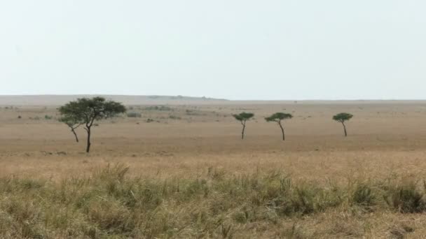 Acaciabomen en grazige vlaktes in Masai Mara Game Reserve — Stockvideo