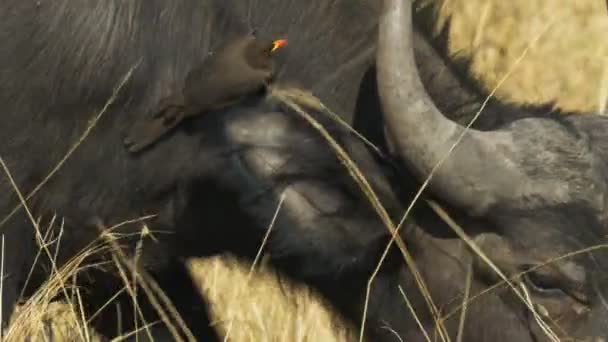 Close up of an oxpecker on the neck of a cape buffalo in masai mara — Stock Video