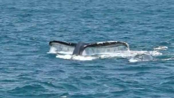 Una ballena jorobada y un ternero bucean en merimbula en nuevas gales del sur, australia — Vídeo de stock