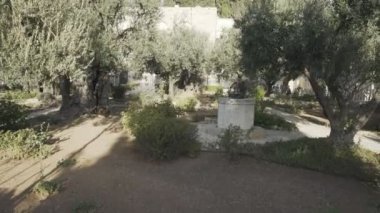 Kudüs 'te Gethsemane bahçesinde yürüyüş