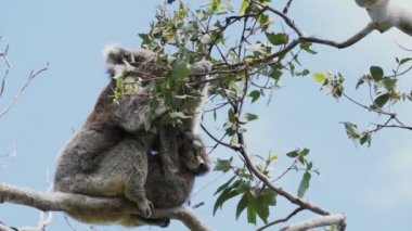 Victoria Cape Otway at anne ve Bebek koala besleme