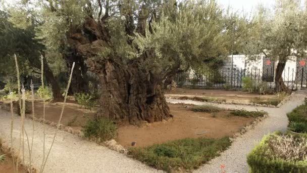 Oliveiras e caminhos no jardim de gethsemane em jerusalem, israel — Vídeo de Stock