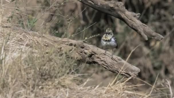 Tracking shot van een usambiro Barbet in Masai Mara Game Reserve — Stockvideo
