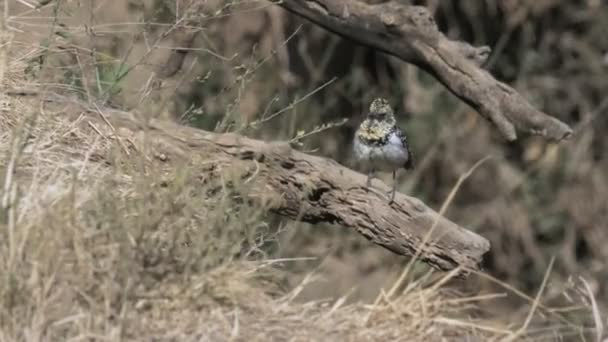 Rastreamento tiro de um usambiro barbet em masai mara reserva de jogo — Vídeo de Stock