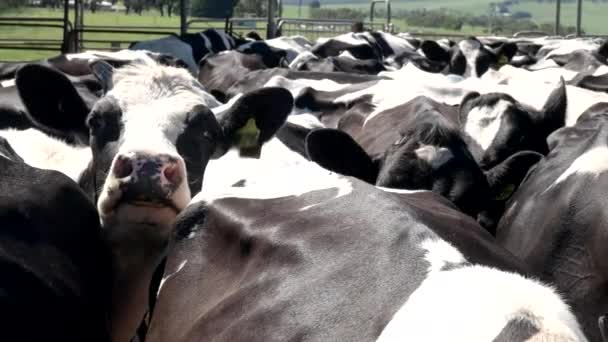 Vaca lechera con la cabeza por encima de la manada mira a la cámara en una granja lechera — Vídeo de stock