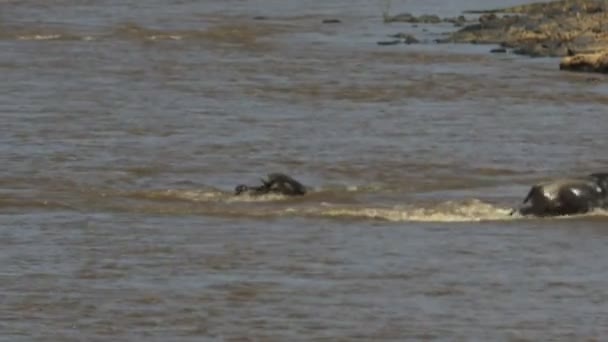 A crocodile unsuccessfully attacks several adult gnu then takes a young wildebeest in the mara river — Stock Video