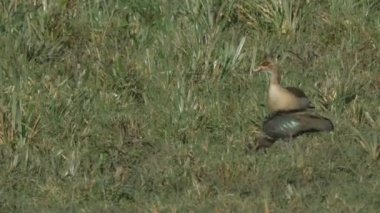 masai mara oyun rezerv bir mısır kaz ve hadada ibis