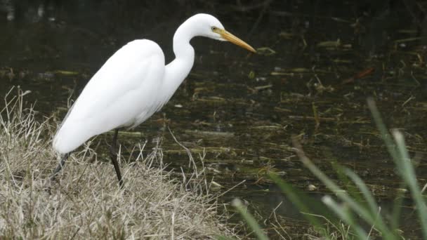 Close up of an intermediate egret at a wetland near Newcastle — стоковое видео