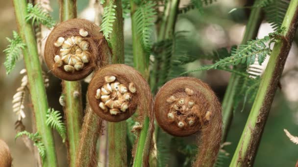 Close up of man fern shoots at hopetoun falls on the great ocean road — Stock Video