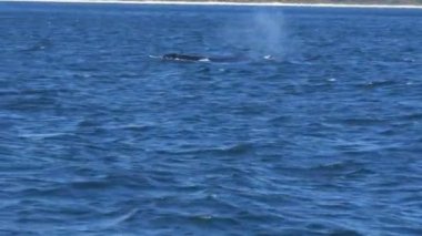 merimbula de kambur ve buzağı yüzey izleme çekim